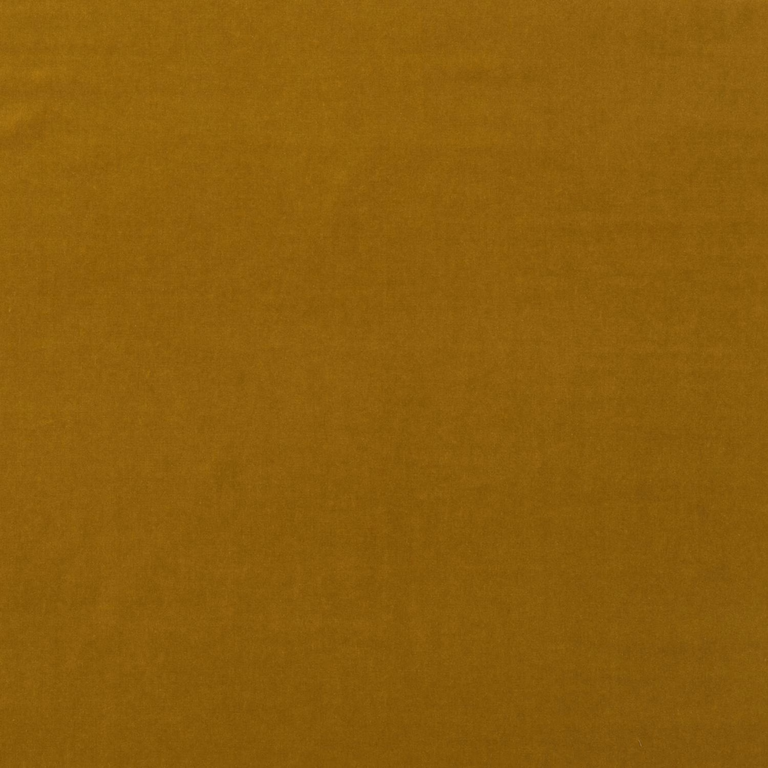 Close-up of plain quince-gold velvet with a softly varied, light-catching nap