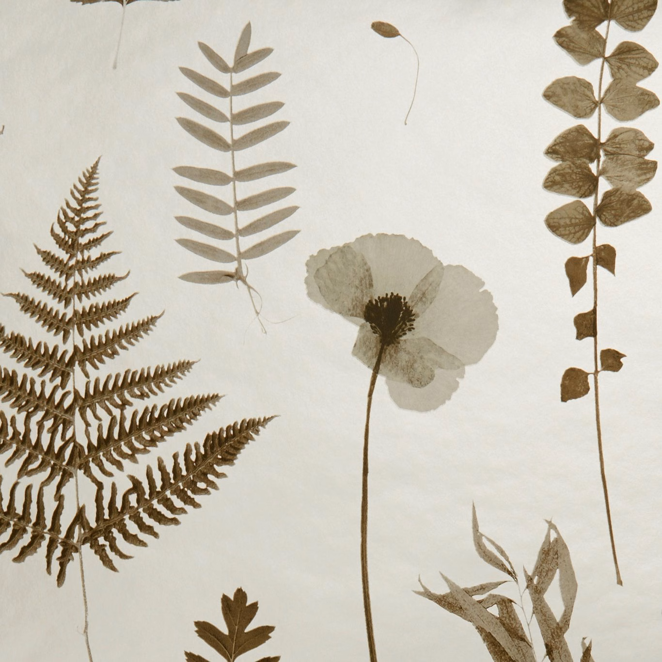 Ivory wallpaper with charcoal fern, muted gold leaves and a translucent poppy