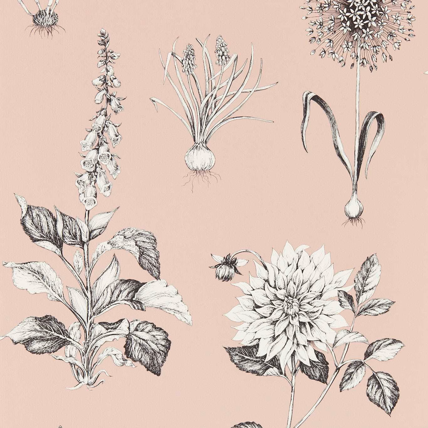 Muted blush wallpaper with large monochrome dahlia and botanical flower illustrations