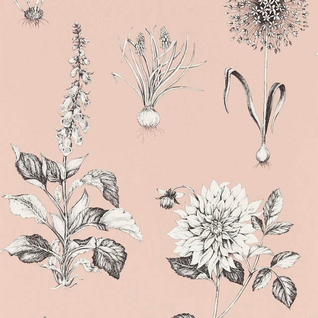 Muted blush wallpaper with large monochrome dahlia and botanical flower illustrations