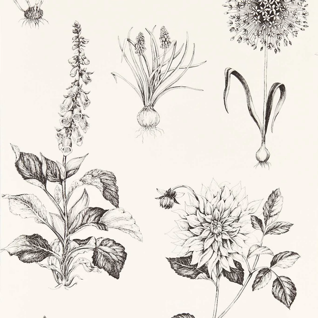 Charcoal botanical sketches and flowers on a soft cream wallpaper ground