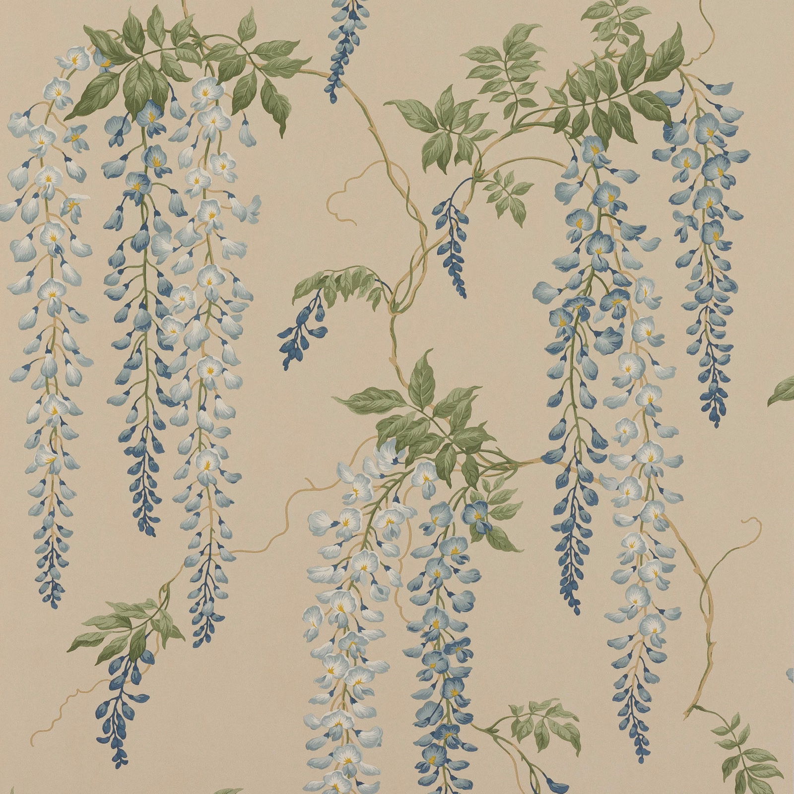 Parchment wallpaper with cascading blue wisteria, sage leaves and pale blossoms