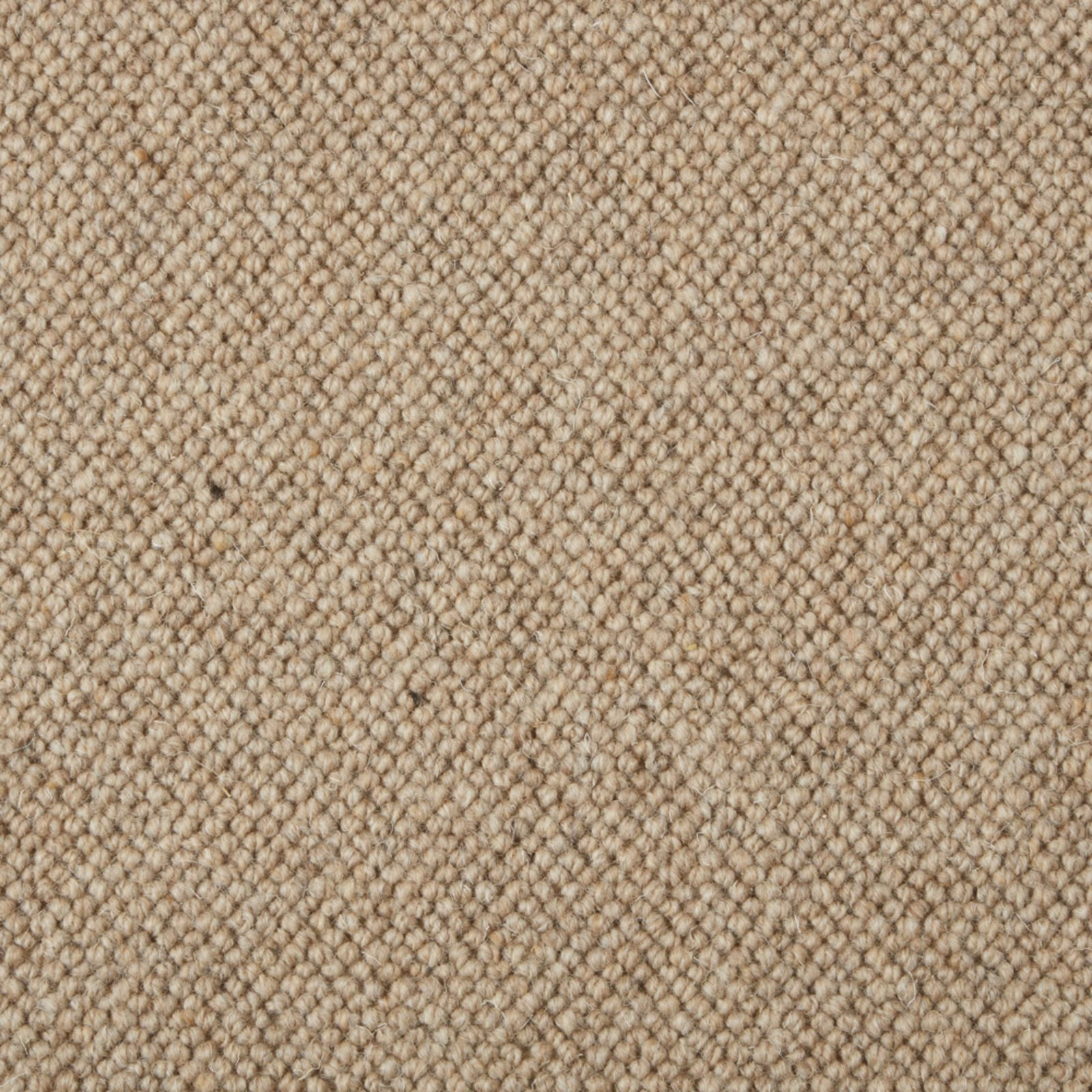 Warm oatmeal beige Wool Loop with tightly packed, softly flecked loops