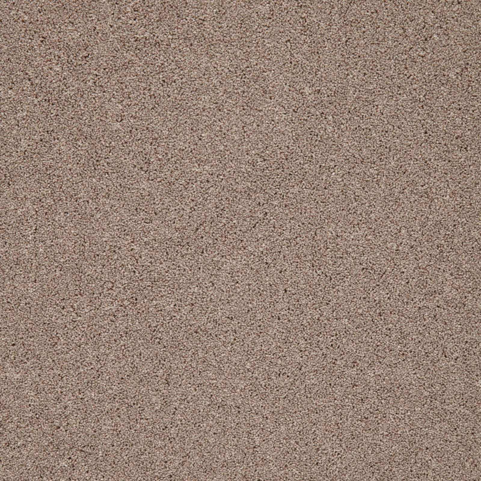 Warm biscuit taupe carpet with dense short pile and fine tonal flecks