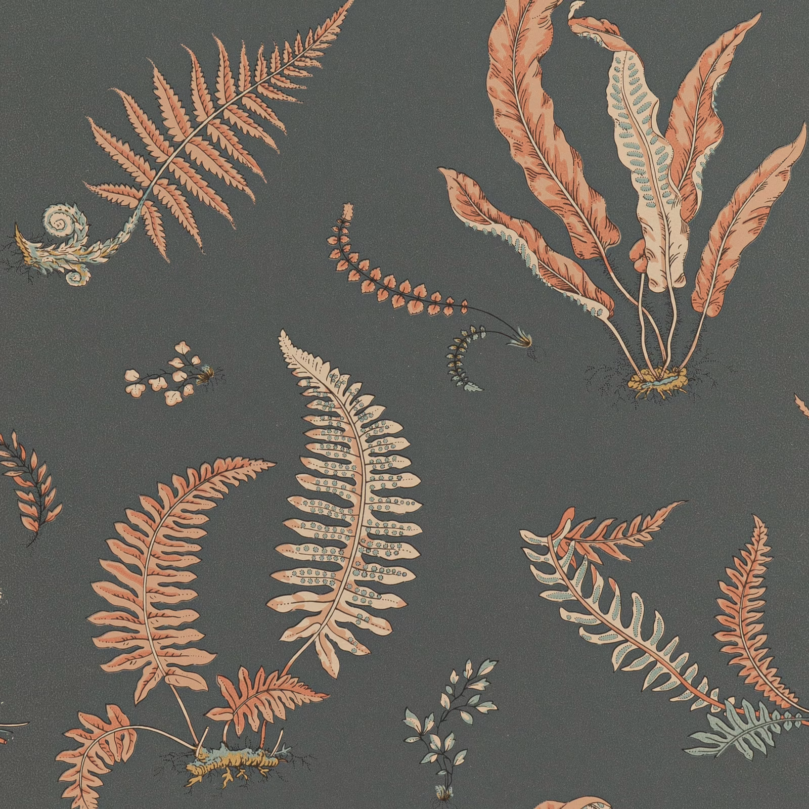 Charcoal wallpaper with coral, cream and muted green fern illustrations