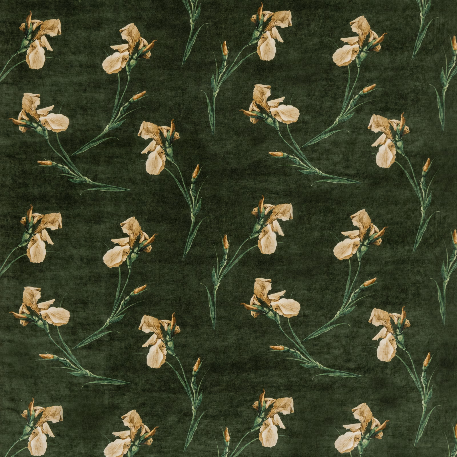 Dark emerald velvet with cream iris blooms and fine green leafy stems