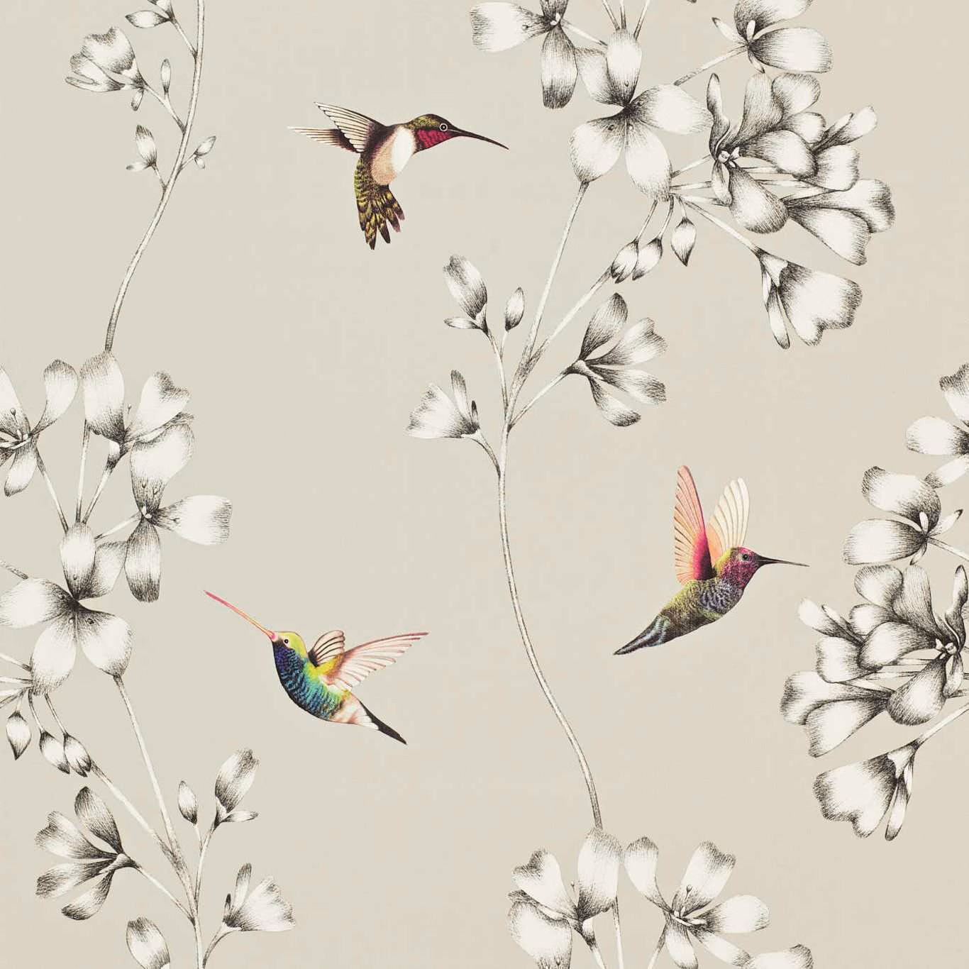 Silver-grey wallpaper with monochrome flowers and colourful hovering hummingbirds