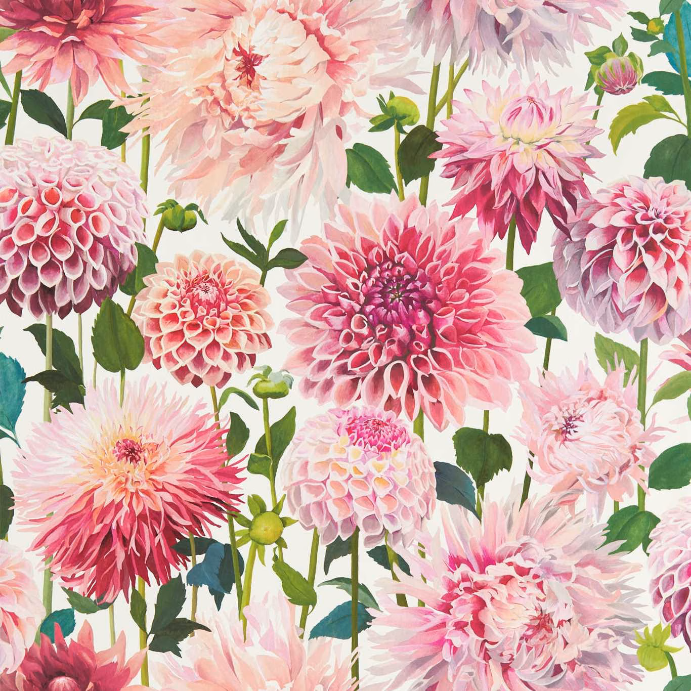 Painterly pink dahlias and emerald leaves scattered across a white wallpaper ground