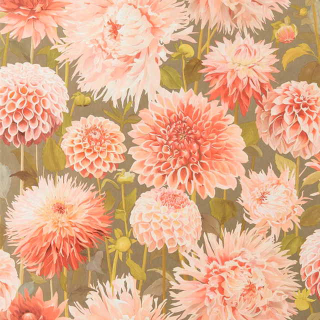 Coral and blush dahlia blooms with olive leaves on a muted gilver ground