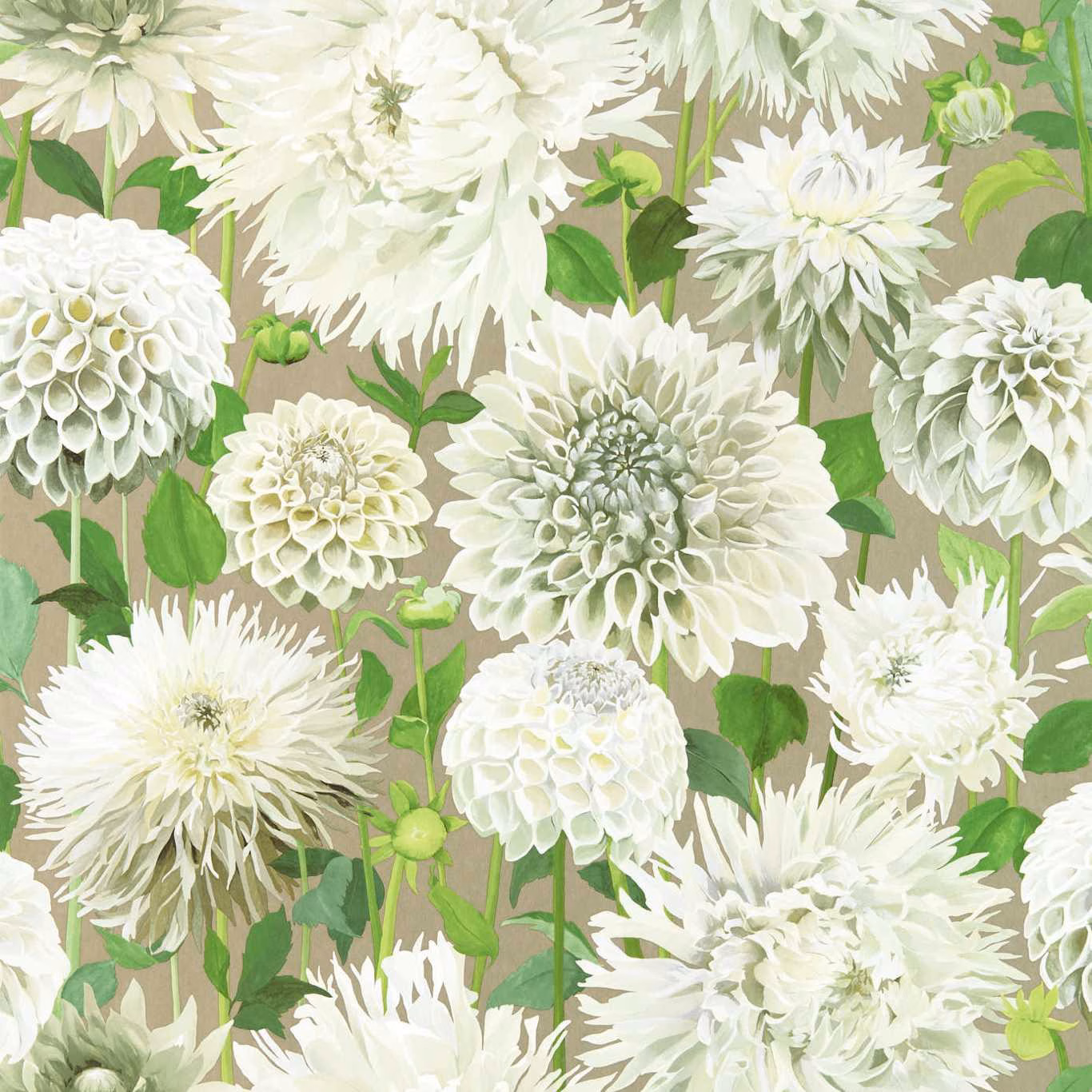Ivory dahlia blooms and meadow-green leaves against a taupe ground