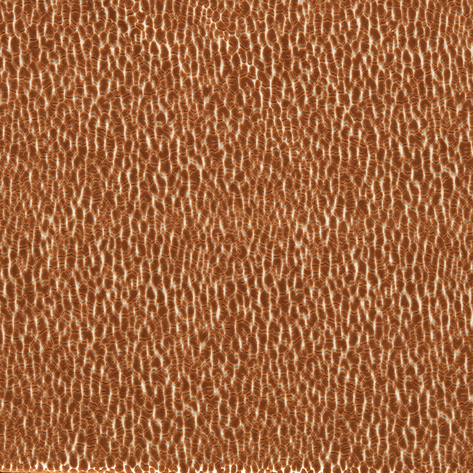 Warm russet velvet with fine irregular cream tiger-like markings and plush directional sheen