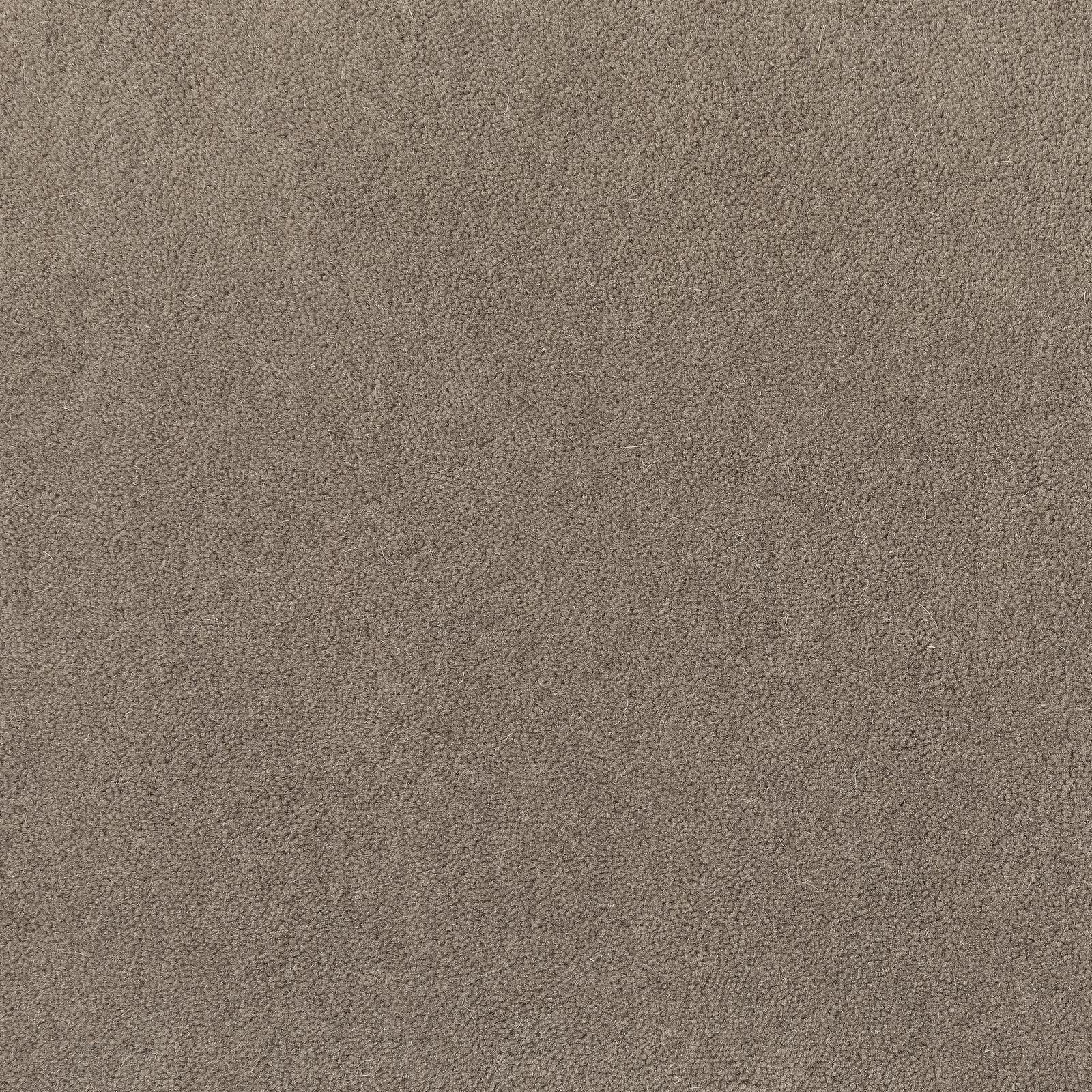 Warm mushroom taupe carpet with dense fine pebble-textured surface