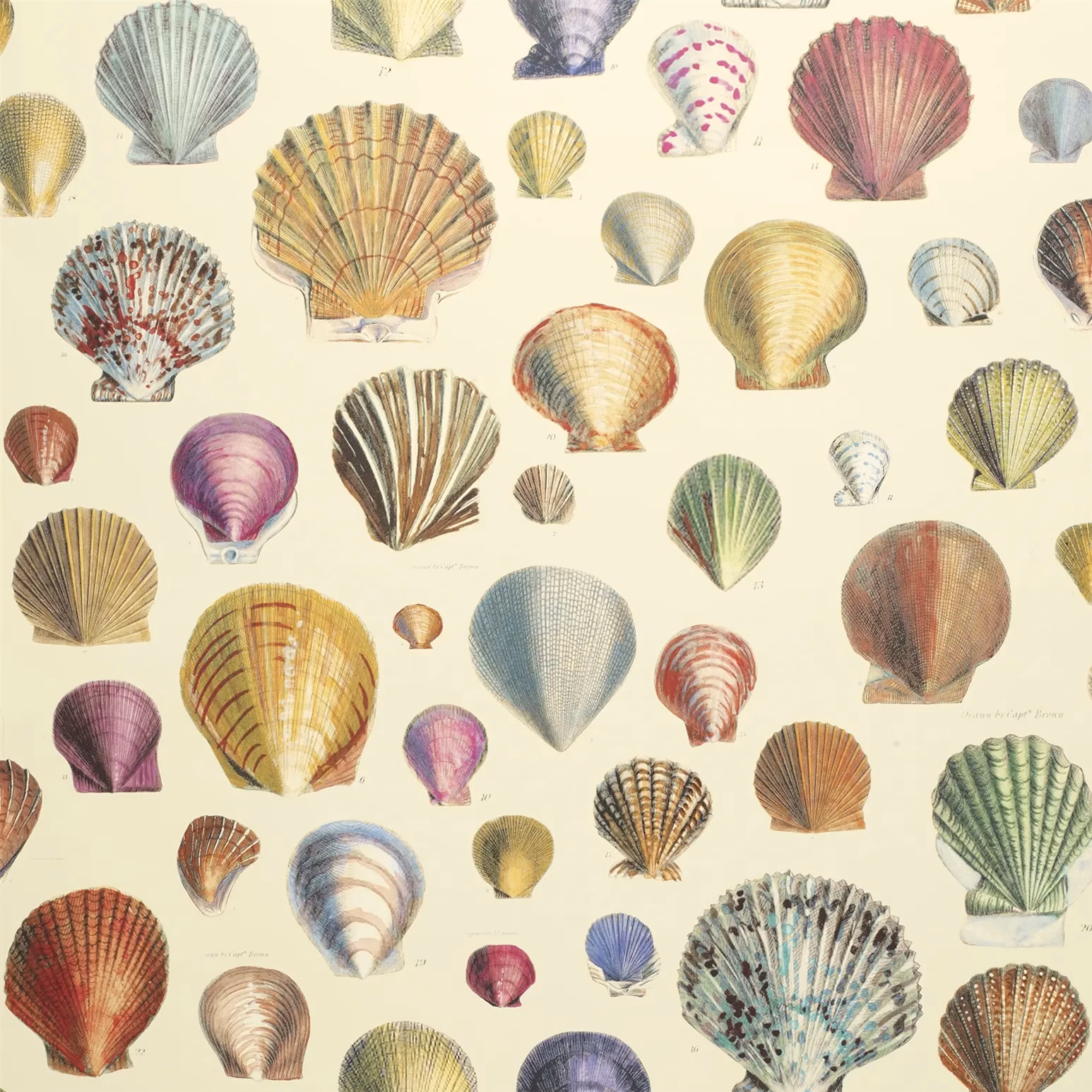 Captain Thomas Browns Shells Sepia fabric
