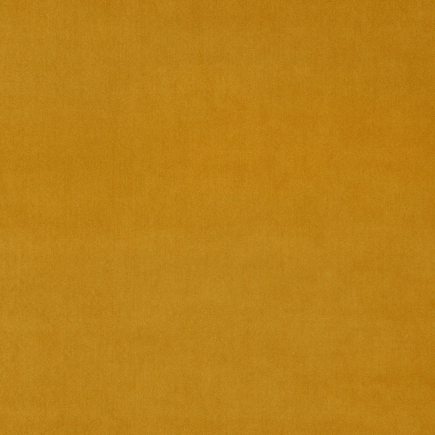 Close-up of maize yellow velvet with a smooth, dense pile and soft sheen