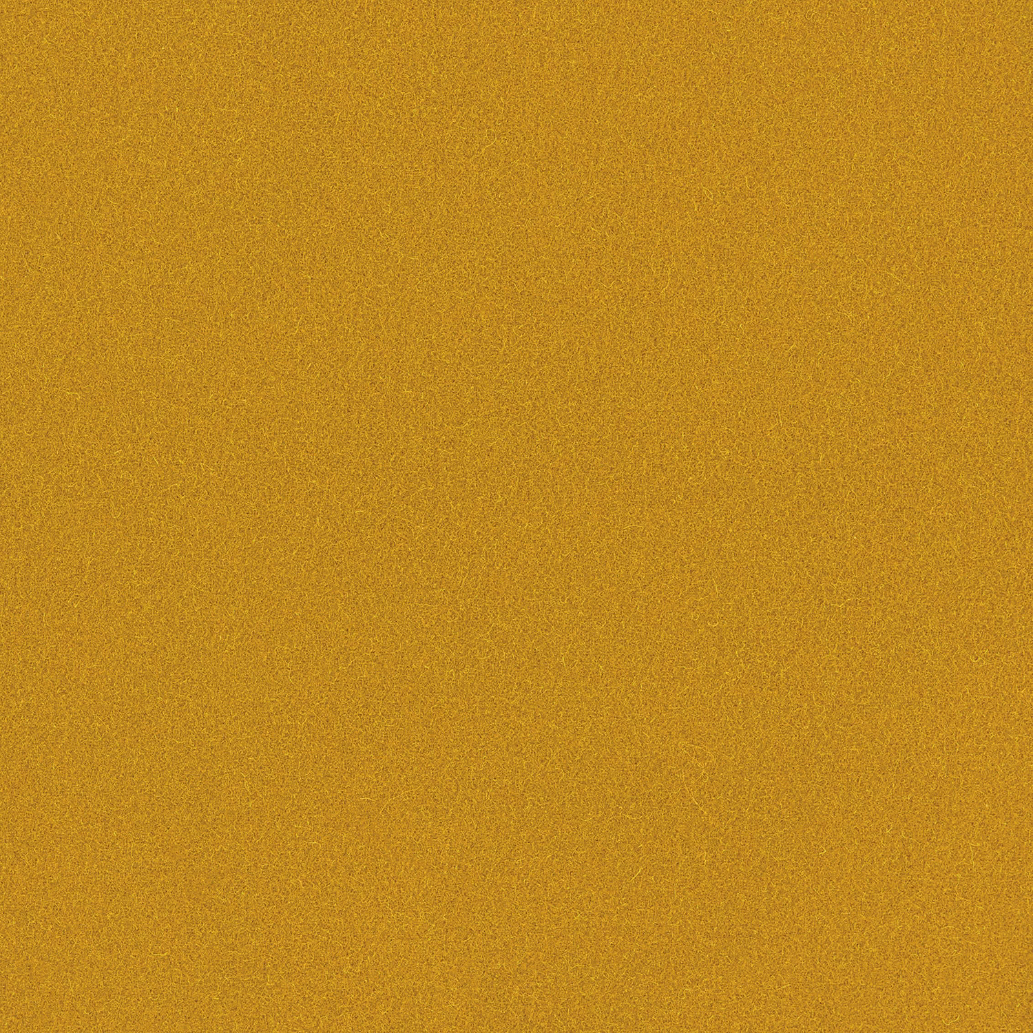 Close-up of a warm pollen-gold plain wool weave with a softly grainy surface