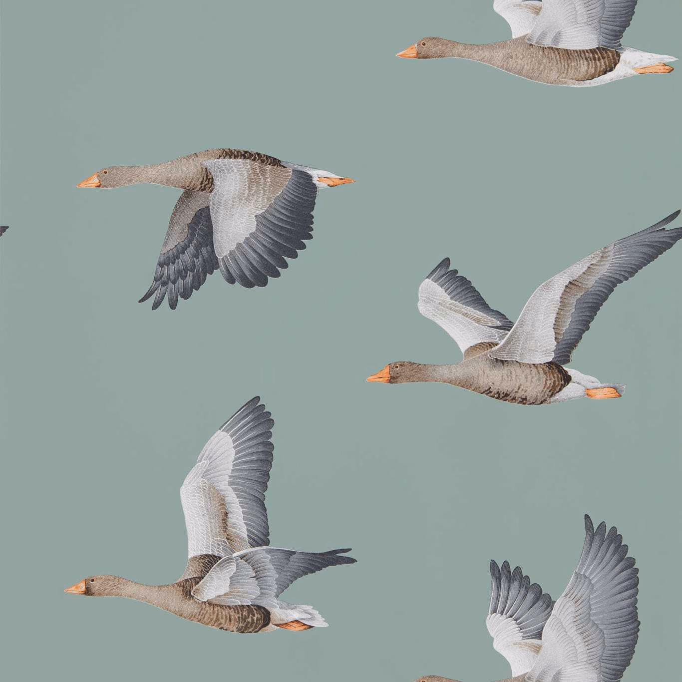 Blue-clay wallpaper with flying grey geese, white wings and warm beige plumage