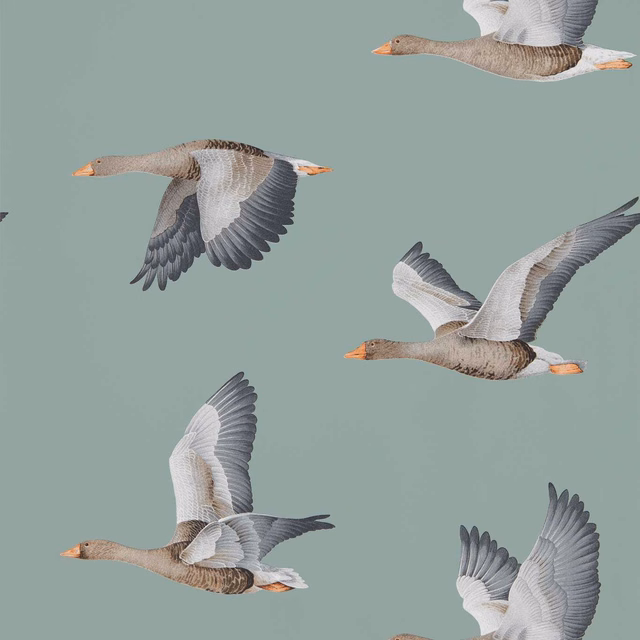 Blue-clay wallpaper with flying grey geese, white wings and warm beige plumage