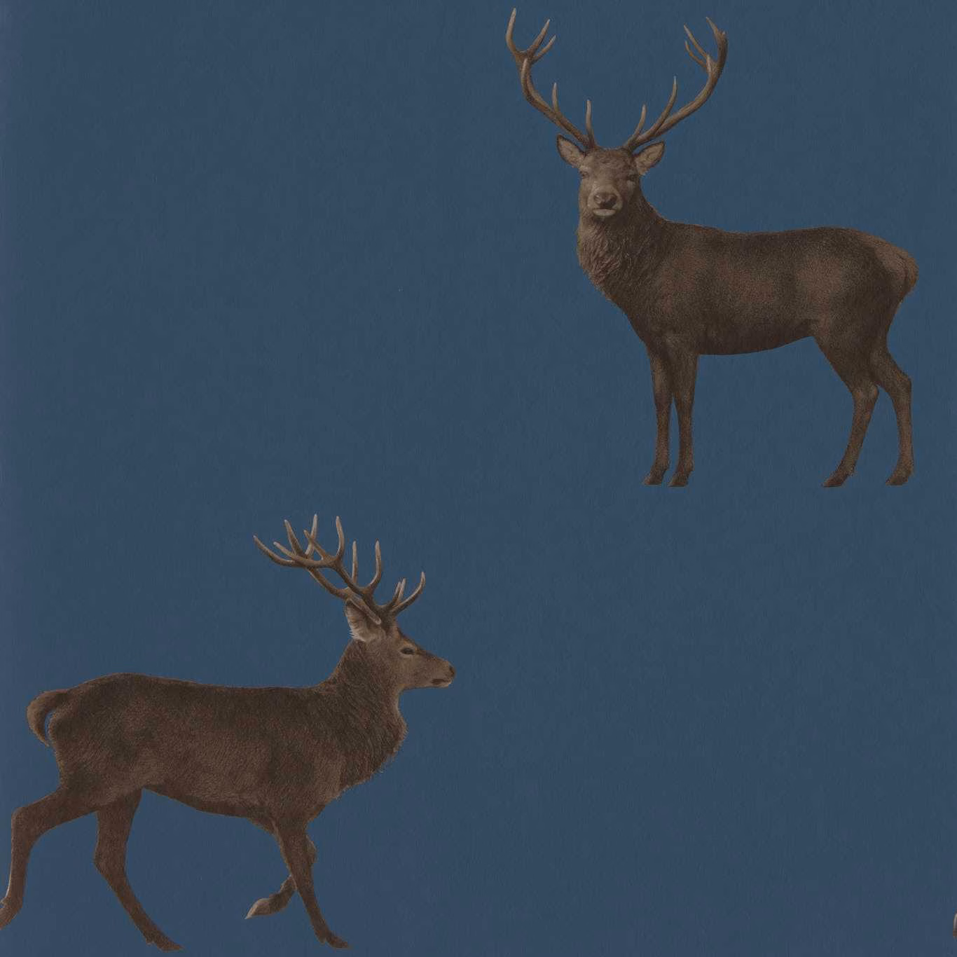 Deep indigo wallpaper with two detailed brown stags and branching antlers