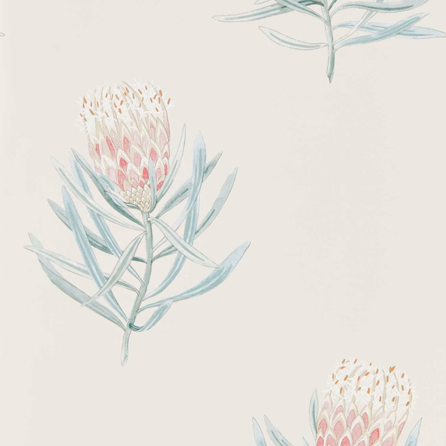 Porcelain wallpaper with blush proteas and pale blue-green botanical stems
