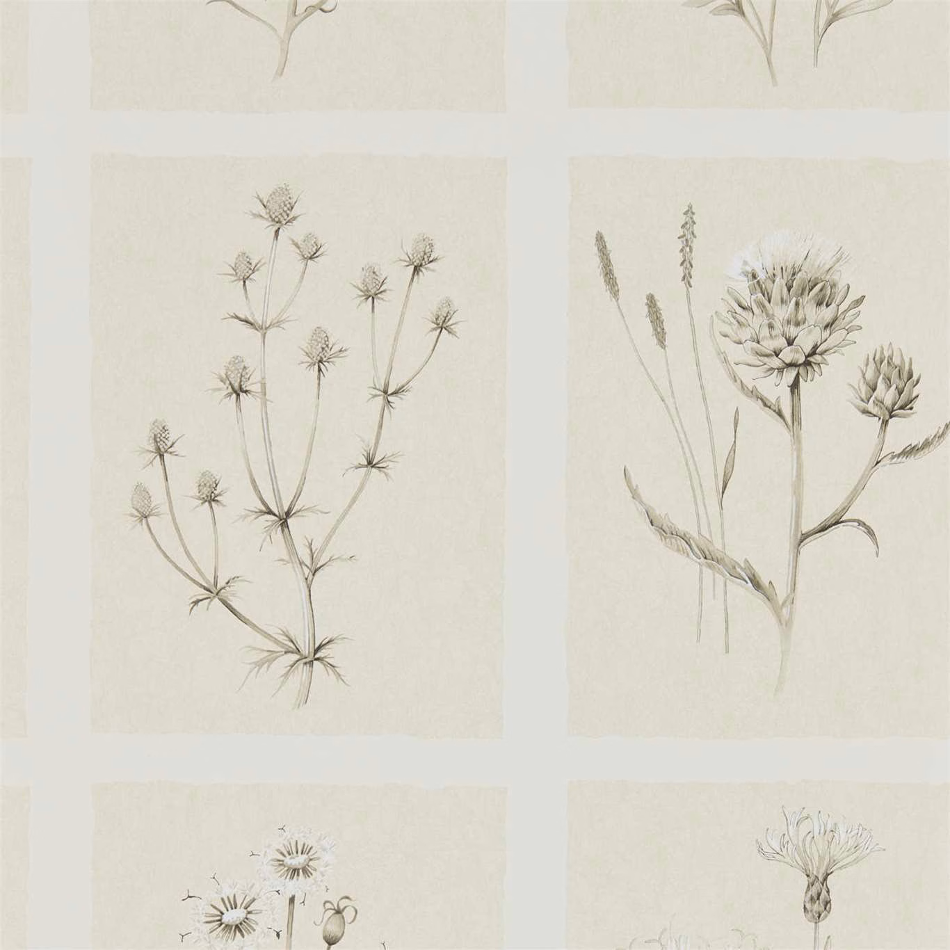Ecru wallpaper with taupe thistle sketches arranged in pale botanical panels