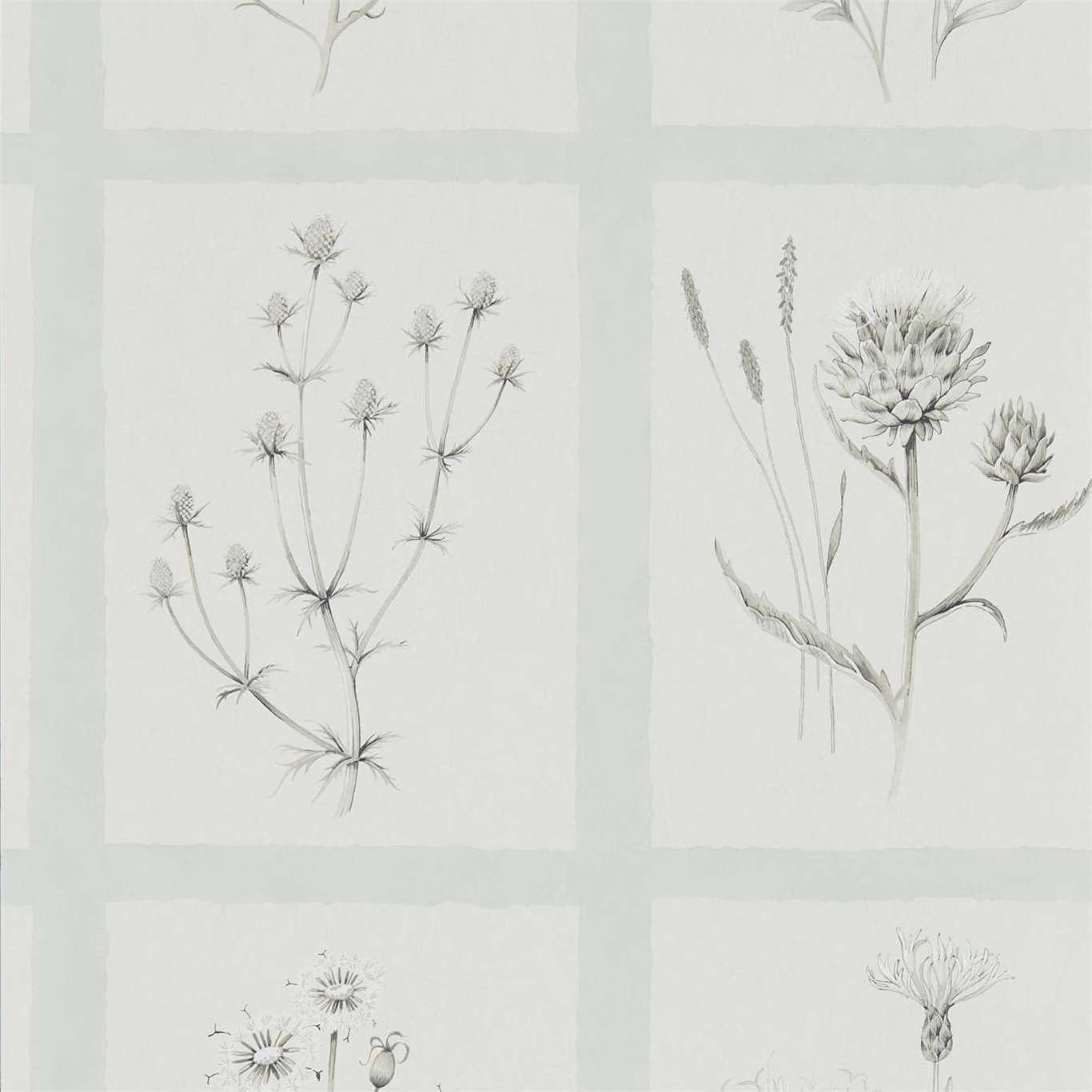 Pale grey-blue wallpaper with framed thistle sketches and delicate botanical linework