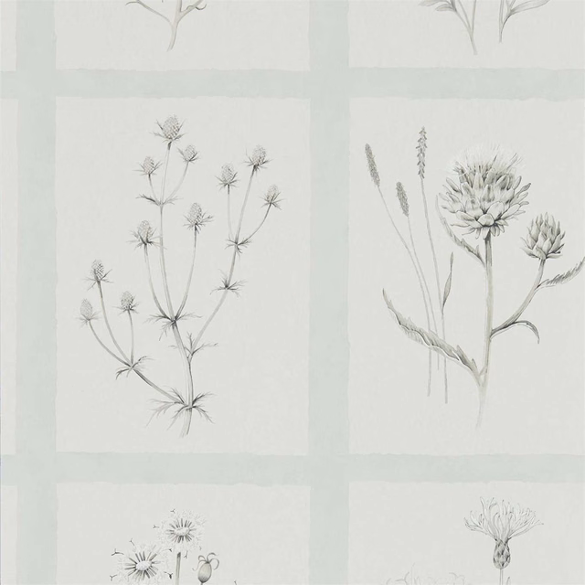 Pale grey-blue wallpaper with framed thistle sketches and delicate botanical linework