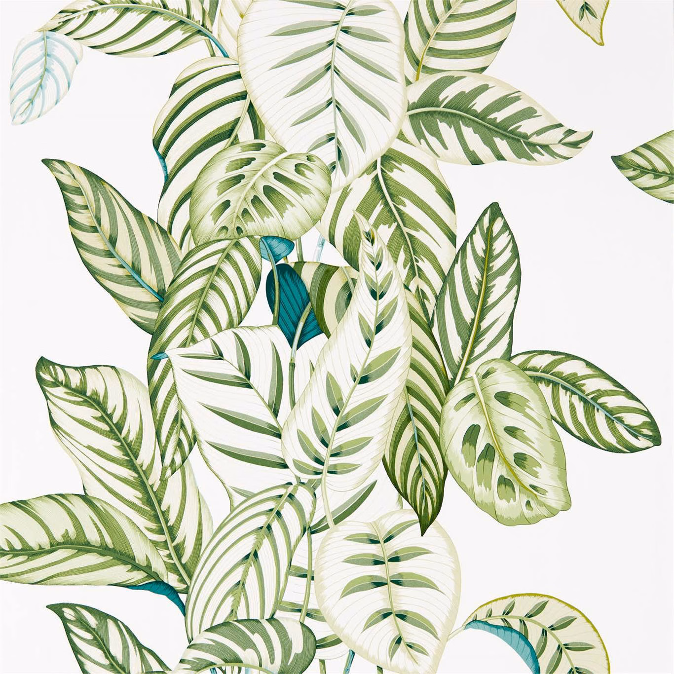 Layered pale and deep green calathea leaves with teal accents on white