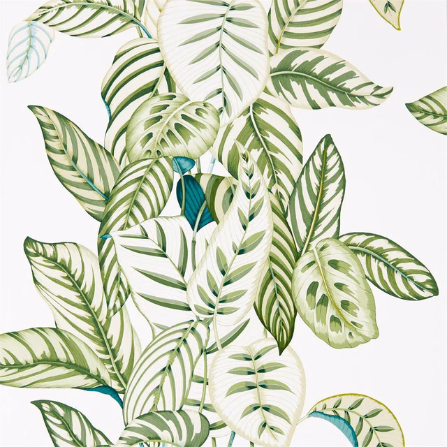 Layered pale and deep green calathea leaves with teal accents on white