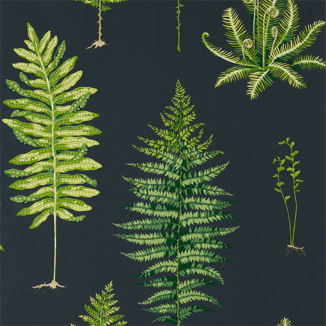 Charcoal wallpaper with lime and fern-green fern fronds in a botanical arrangement