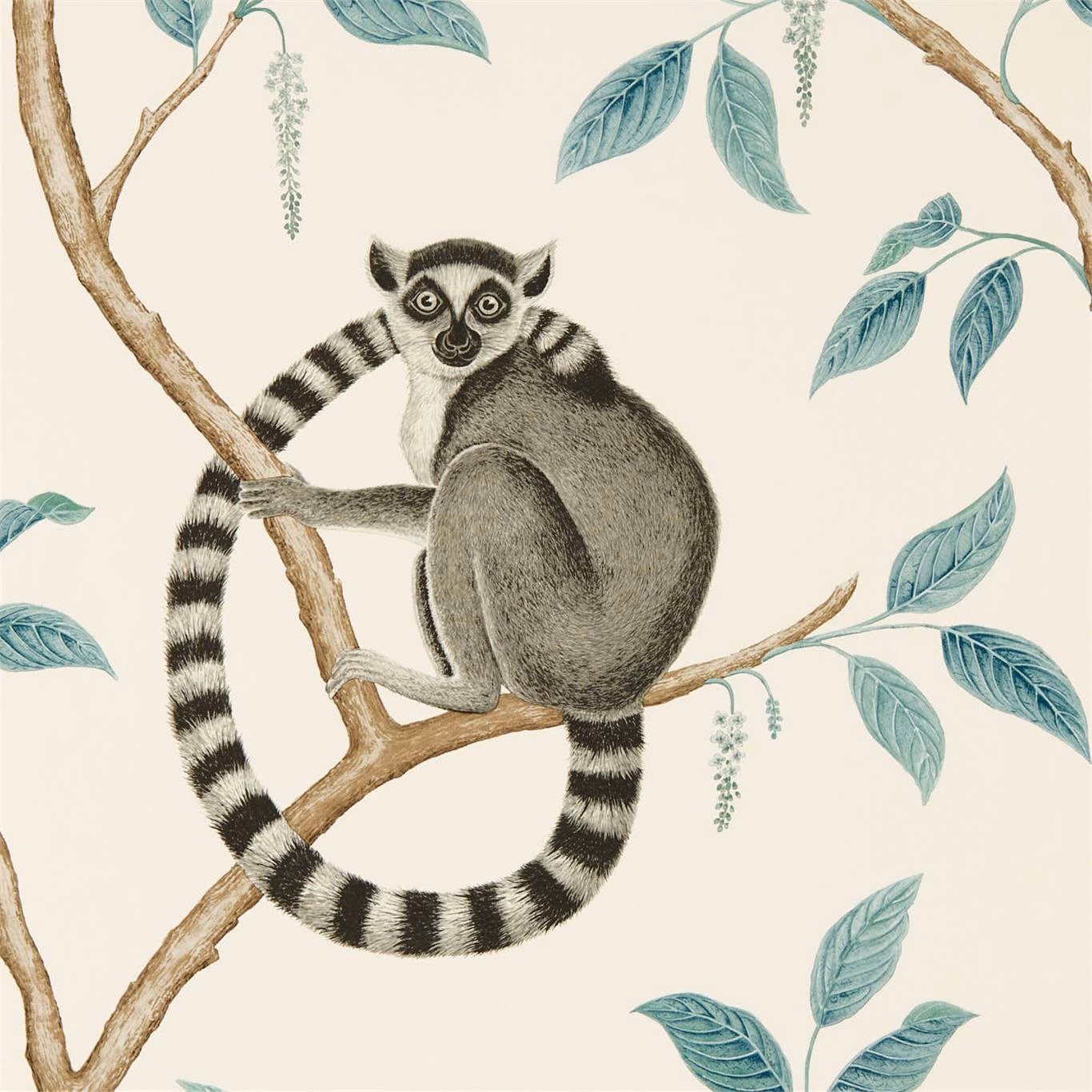Stone-grey ring-tailed lemur on branches with eucalyptus leaves and striped tail