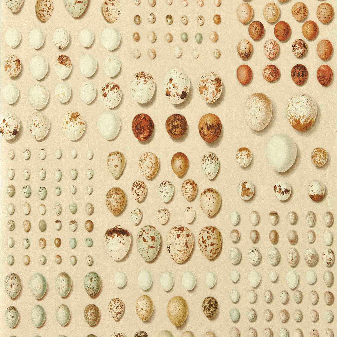 Warm ivory wallpaper with russet, ochre and sage eggs in clustered rows