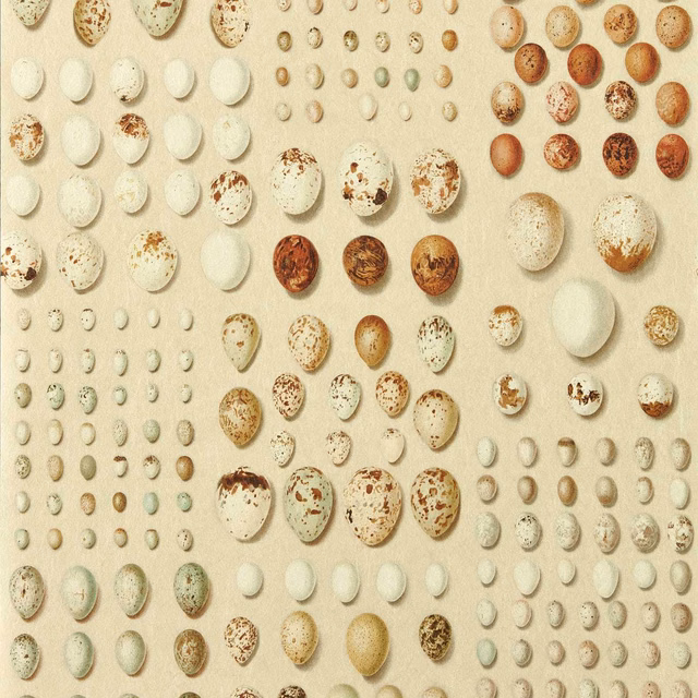 Warm ivory wallpaper with russet, ochre and sage eggs in clustered rows