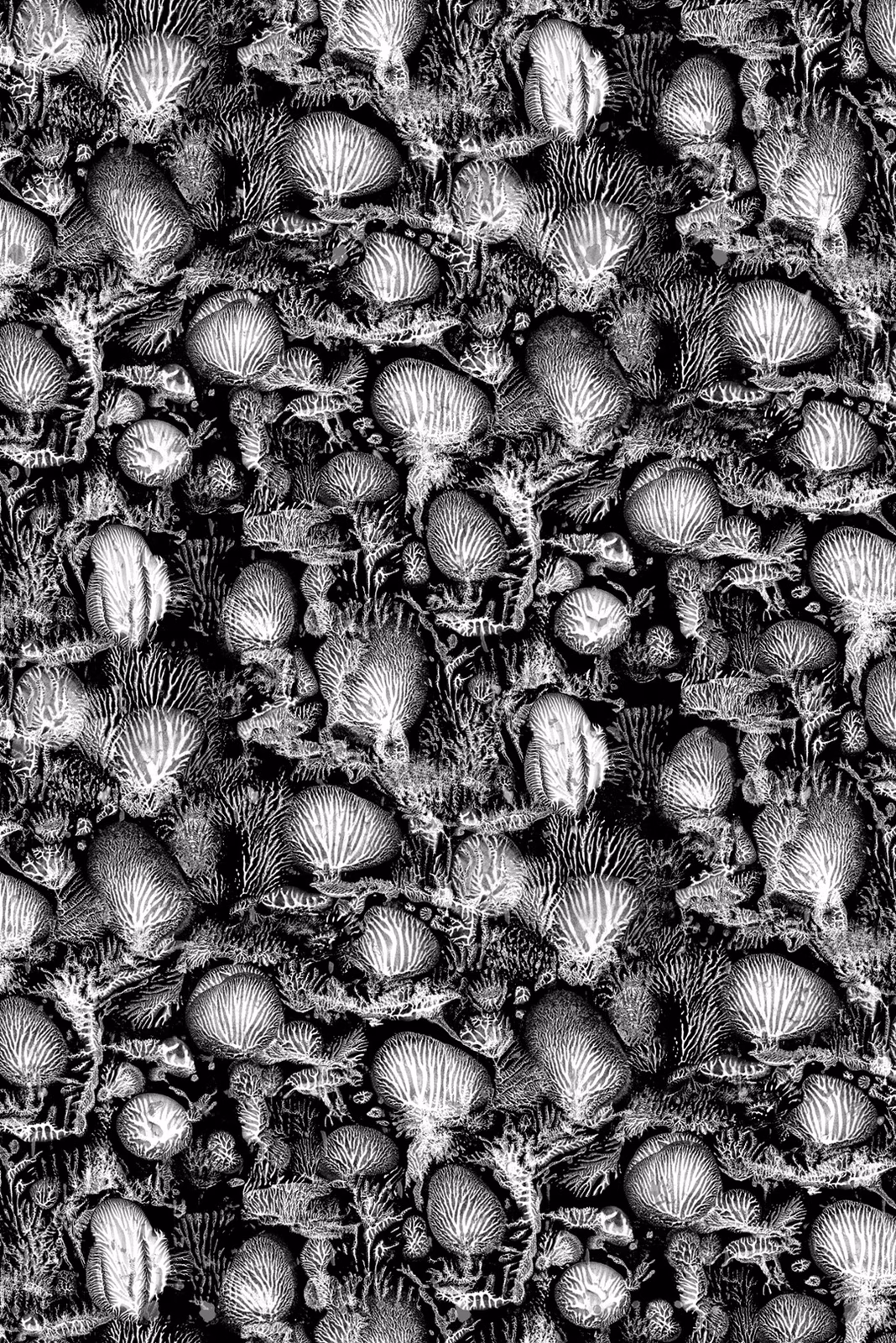 Coral Blotch Cork Wallpaper Black fabric