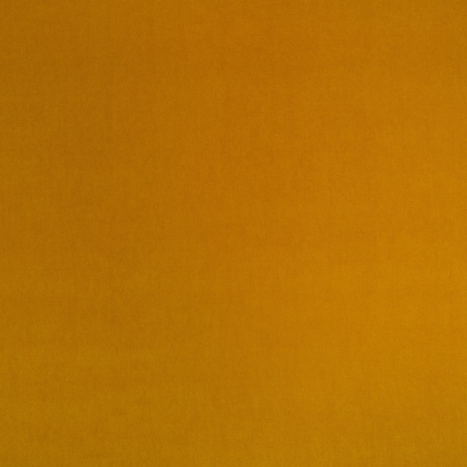 Warm ochre velvet with a softly brushed pile and subtle directional sheen