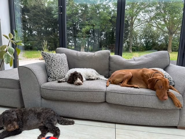 The grey sofa that was replaced, with the dogs asleep on it