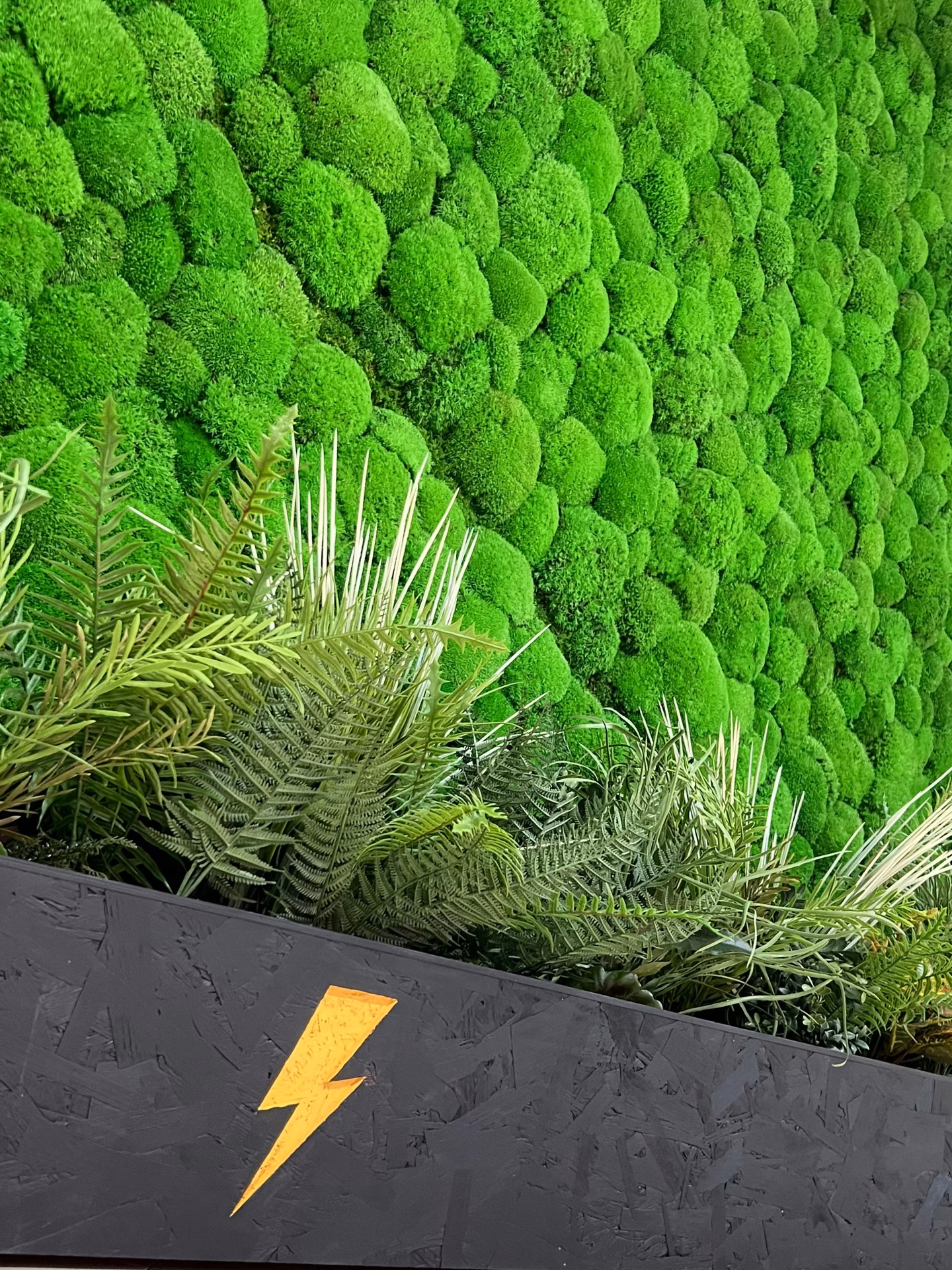 A close view of the moss and fern planting